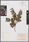 Foto von Salix aurita L. x Salix nigricans Sm.